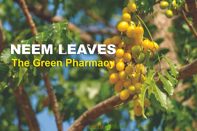 The Magical Neem Tree: Benefits, Uses & Health Secrets You Should Know