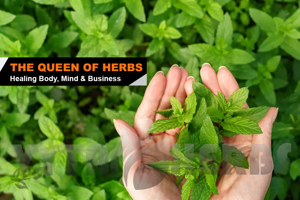 health benefits of tulsi